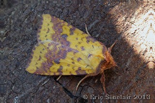 Pink-barred Sallow